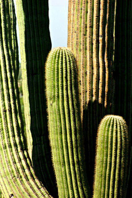 Saguaro cactus