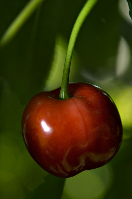 Cherry