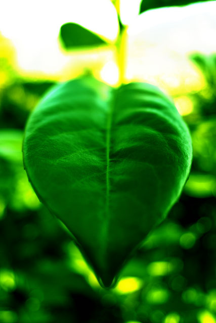 Green leaf
