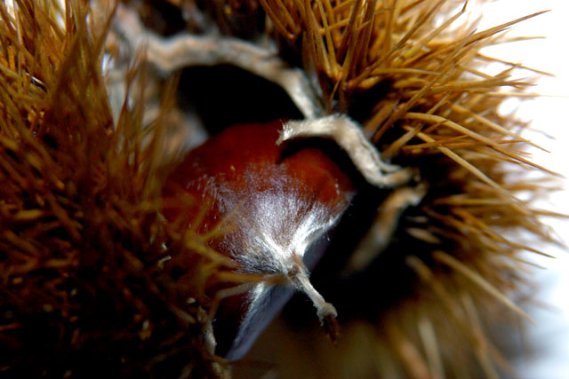 Chestnuts