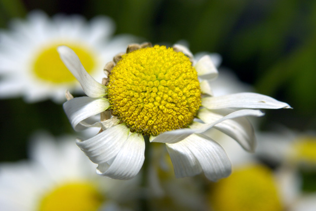 Daisy