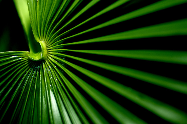 Palm leaf
