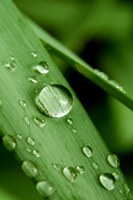 Leaf with waterdrops