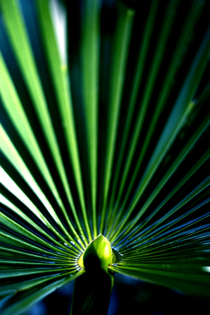 Palm leaf