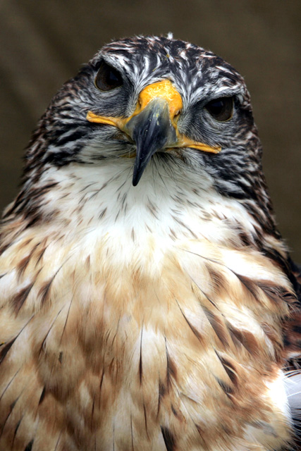 American eagle