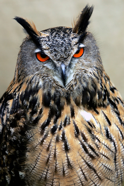 Eagle owl