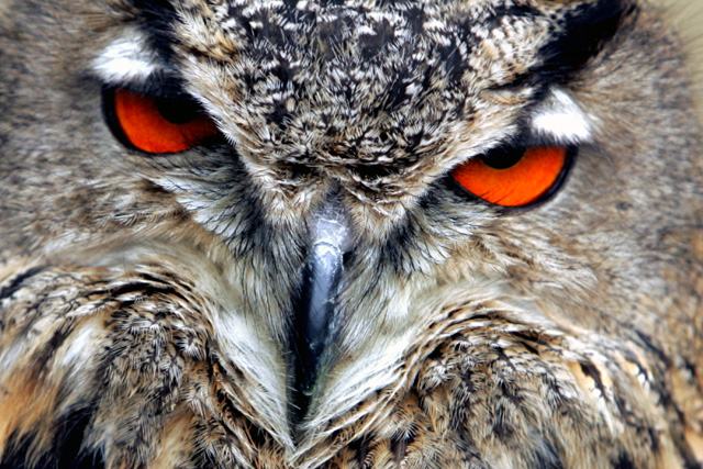 Eagle owl