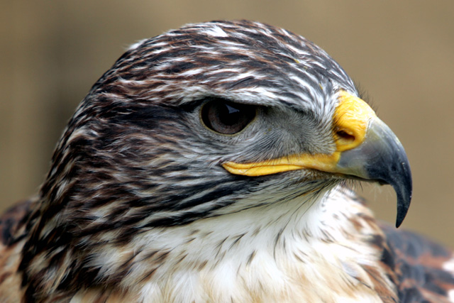 American eagle