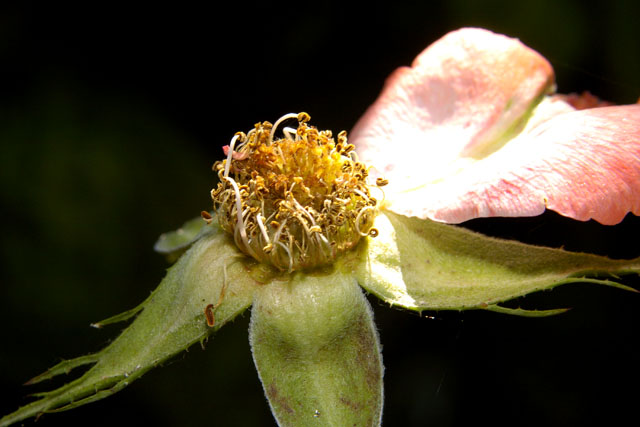 Dried rose