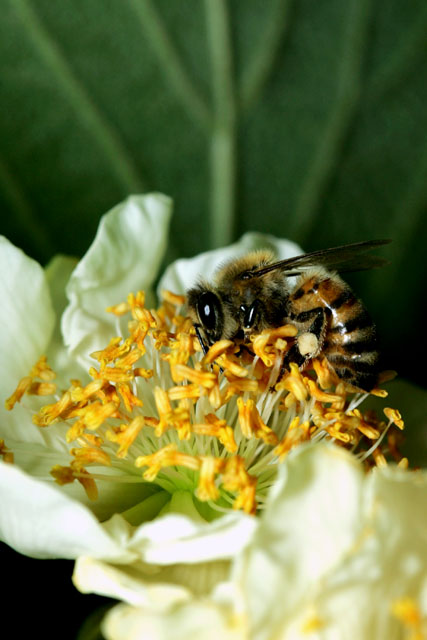 Bee