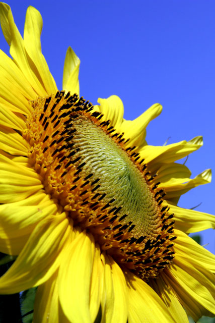 Sunflower in the morning