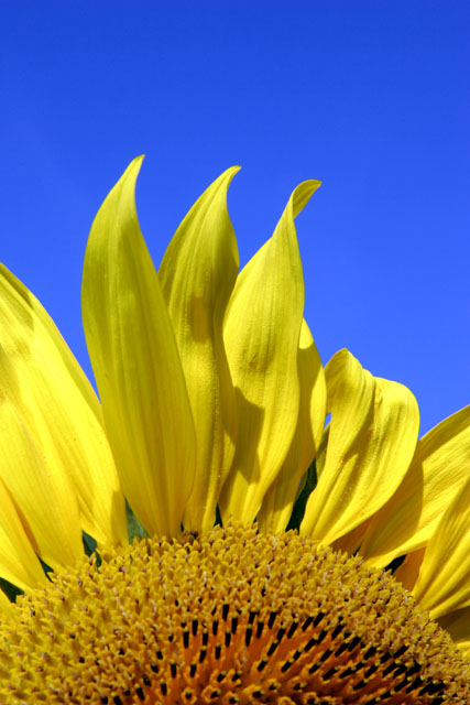 Sunflower in the morning