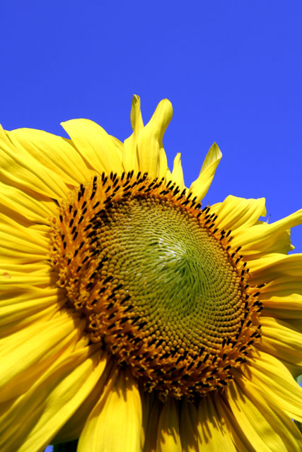 Sunflower in the morning