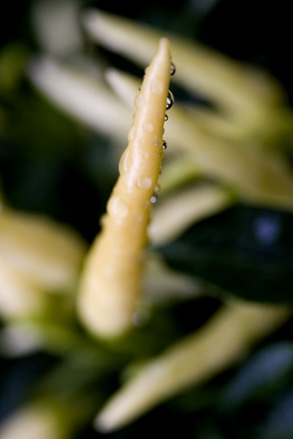 Pepper plant