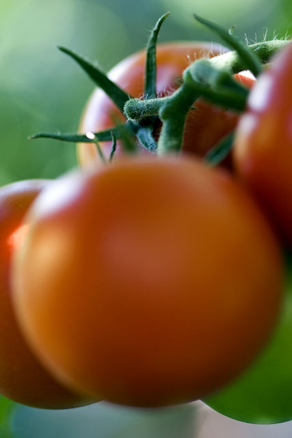 Tomatoes