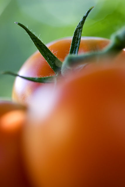 Tomatoes