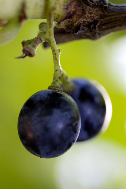 Black grapes